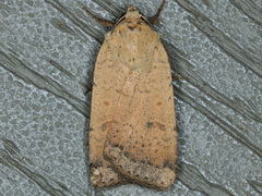 Abagrotis orbis