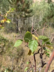 Betula occidentalis