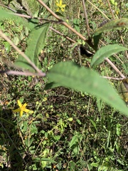 Helianthus microcephalus