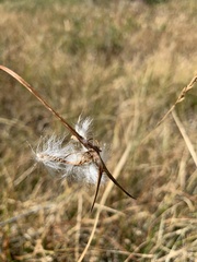 Eriophorum angustifolium
