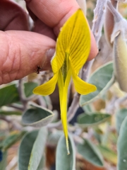 Crotalaria cunninghamii
