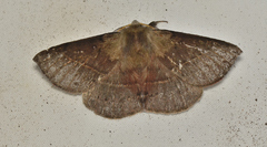 Anthela acuta