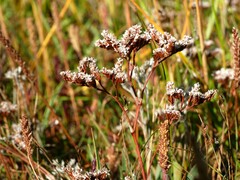Limonium vulgare