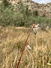 Eriophorum angustifolium