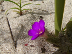 Okenia hypogaea