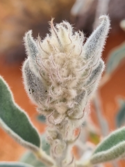 Crotalaria cunninghamii