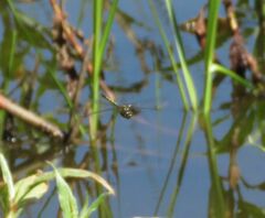 Hemicordulia australiae