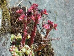Sempervivum arachnoideum