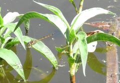 Hemicordulia australiae