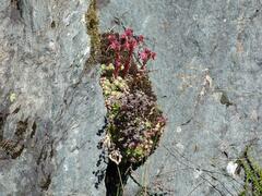 Sempervivum arachnoideum