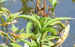 Hemicordulia australiae