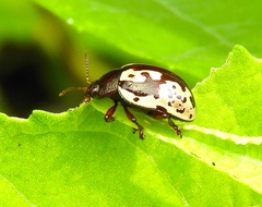Calligrapha intermedia