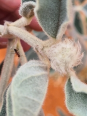 Crotalaria cunninghamii