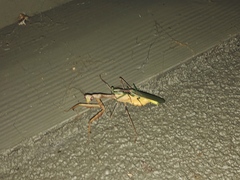 Mantidae
