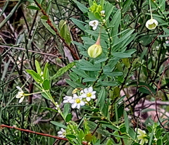 Phyllanthus calycinus