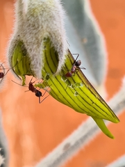 Crotalaria cunninghamii