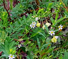 Phyllanthus calycinus