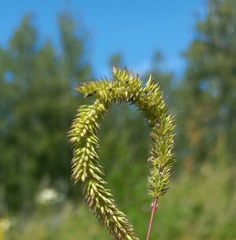 Phleum phleoides