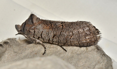 Culama suffusca
