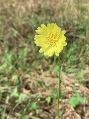 Pyrrhopappus carolinianus