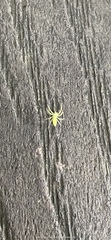 Lyssomanes viridis