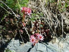 Sempervivum arachnoideum