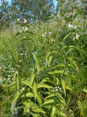 Vincetoxicum hirundinaria