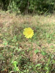 Pyrrhopappus carolinianus