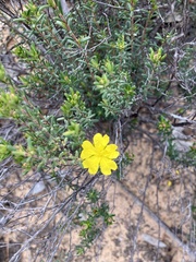 Hibbertia virgata