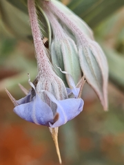 Trichodesma zeylanicum