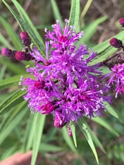 Vernonia fasciculata