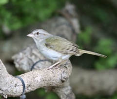 Arremonops rufivirgatus