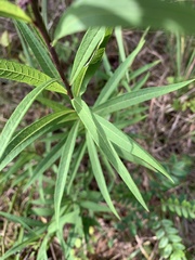 Vernonia fasciculata