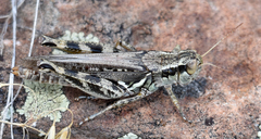 Melanoplus infantilis