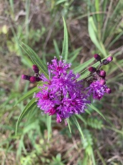 Vernonia fasciculata