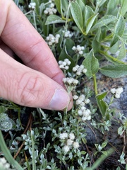 Antennaria pulchella