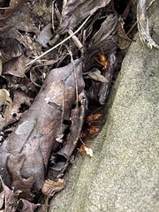 Camponotus castaneus