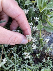 Antennaria pulchella
