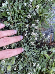 Antennaria pulchella