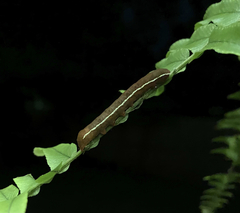 Callopistria floridensis