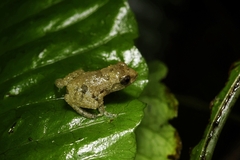 Raorchestes