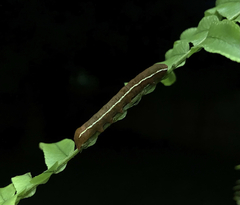 Callopistria floridensis