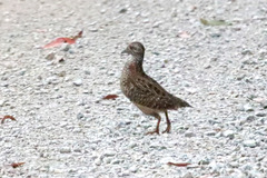 Turnix varius