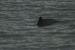 Phocoena phocoena