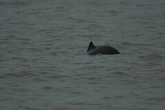 Phocoena phocoena
