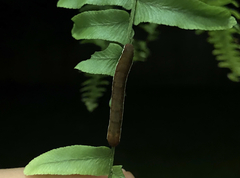 Callopistria floridensis