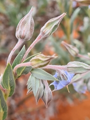 Trichodesma zeylanicum