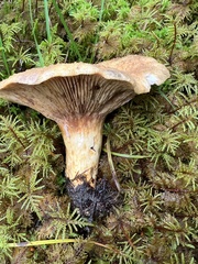 Lactarius repraesentaneus
