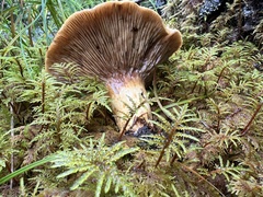 Lactarius repraesentaneus