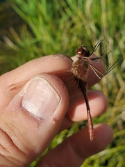 Sympetrum costiferum